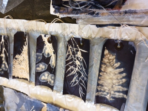 Logwood Natural dye, Foliage and Seedheads with Jane Hunter. Sat 26th July 2025 - Image 2